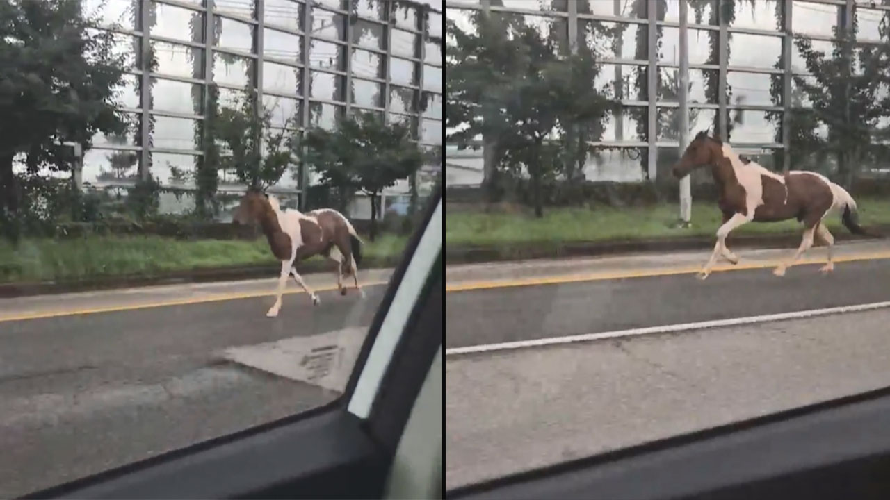 고양시 자유로 한복판 달린 말‥20분 만에 포획