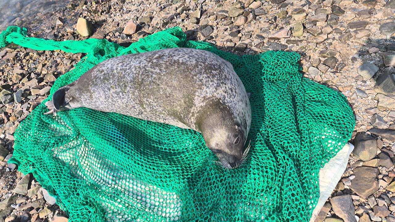 충남 서산서 발견된 천연기념물 점박이물범 폐사