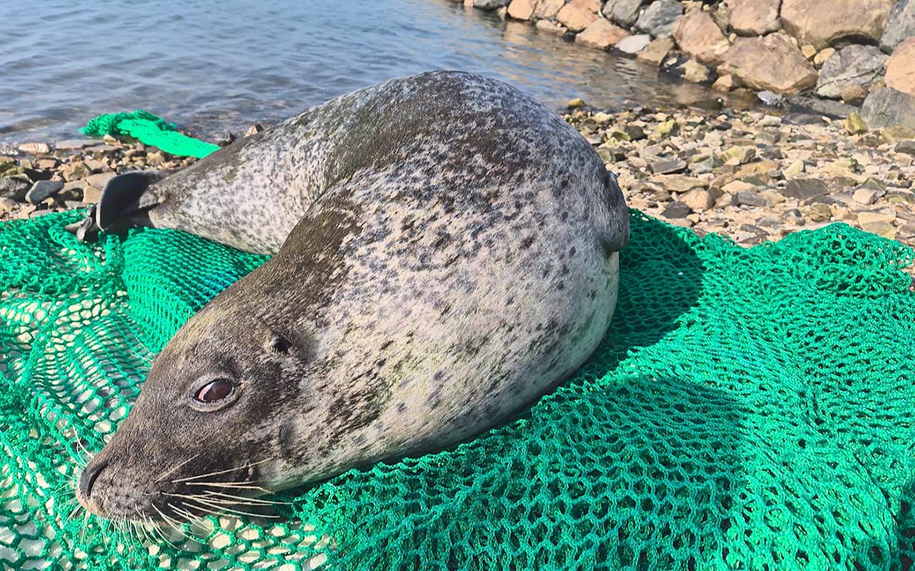 충남 서산서 발견된 천연기념물 점박이물범 폐사