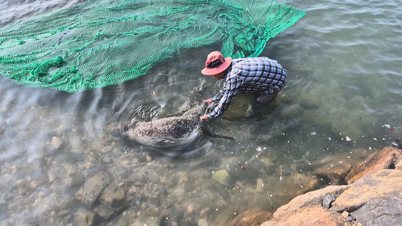 충남 서산서 발견된 천연기념물 점박이물범 폐사