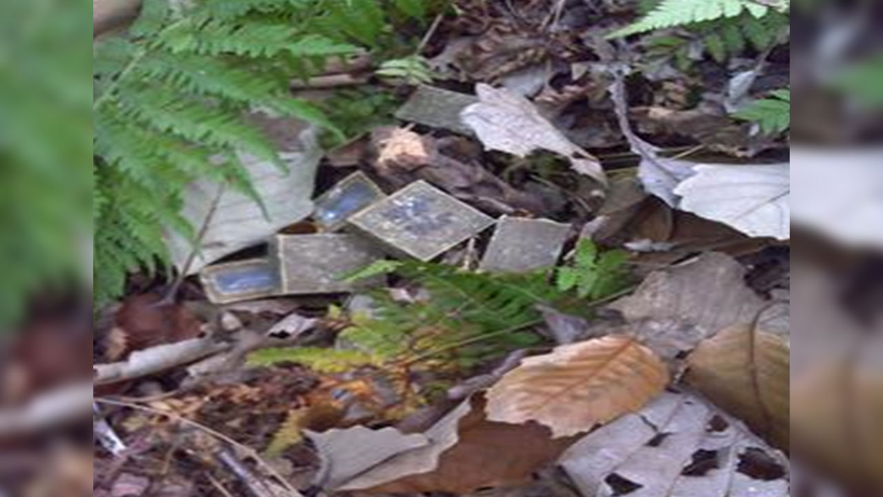 너구리 등 야생동물 광견병약 살포‥서울시 "만지지 마세요"