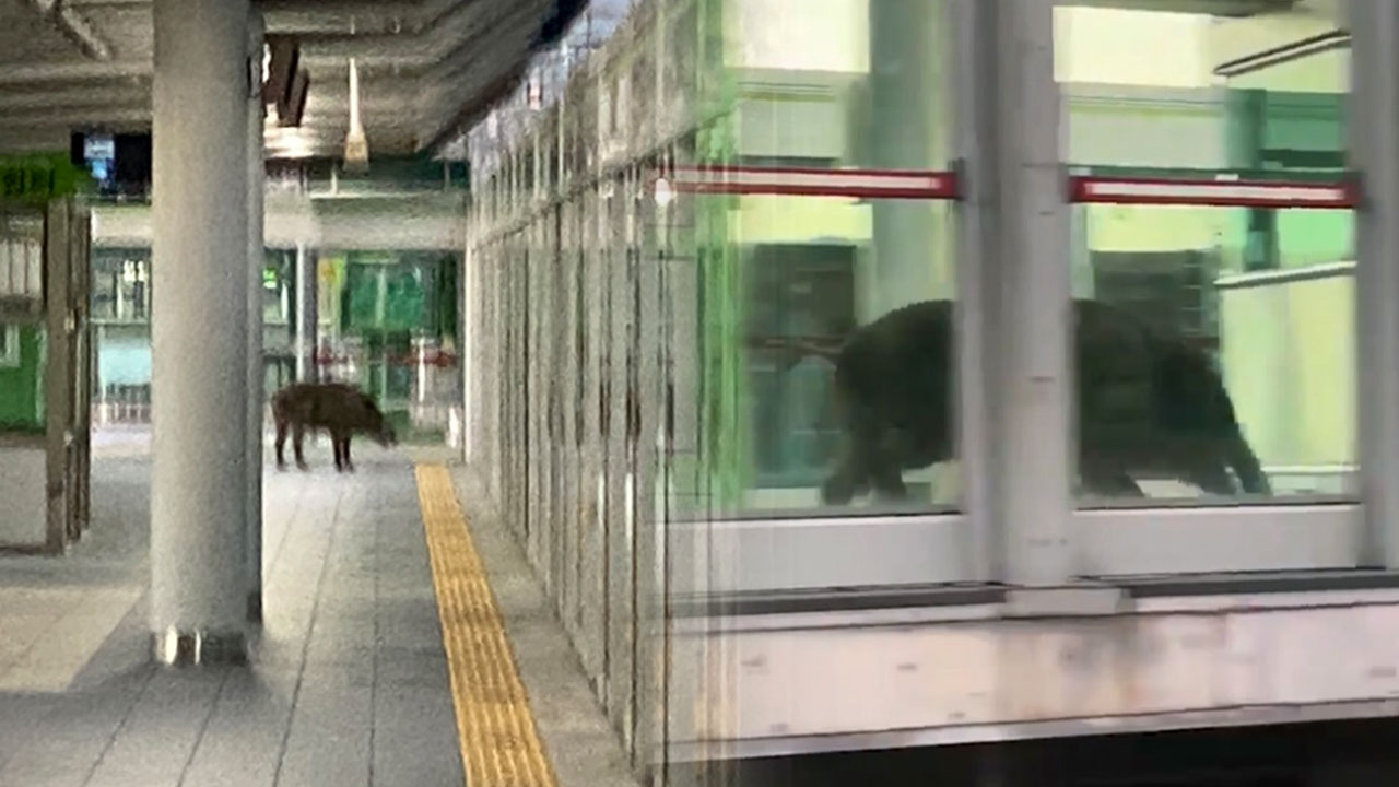 경남 양산시 호포역 멧돼지 출몰‥1명 다쳐