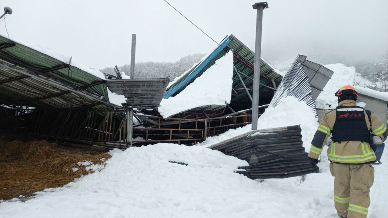 경기 안성서 폭설에 축사 붕괴‥소 19마리 구조