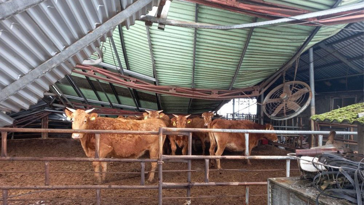 경기 안성서 폭설에 축사 붕괴‥소 19마리 구조