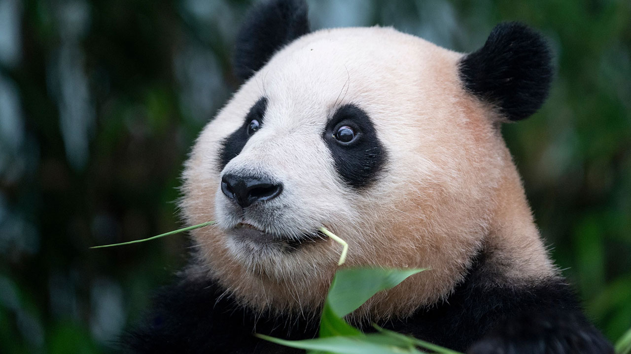 중국 외교부 "푸바오 귀국 환영‥돌봐준 한국 사육사들에 감사"