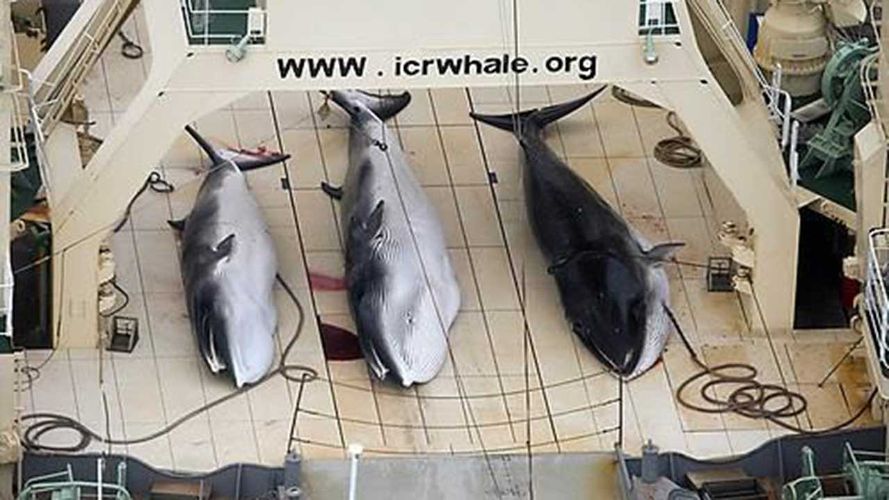 일본, '긴수염고래' 어획도 허용‥상업 포경 '3종→4종' 확대