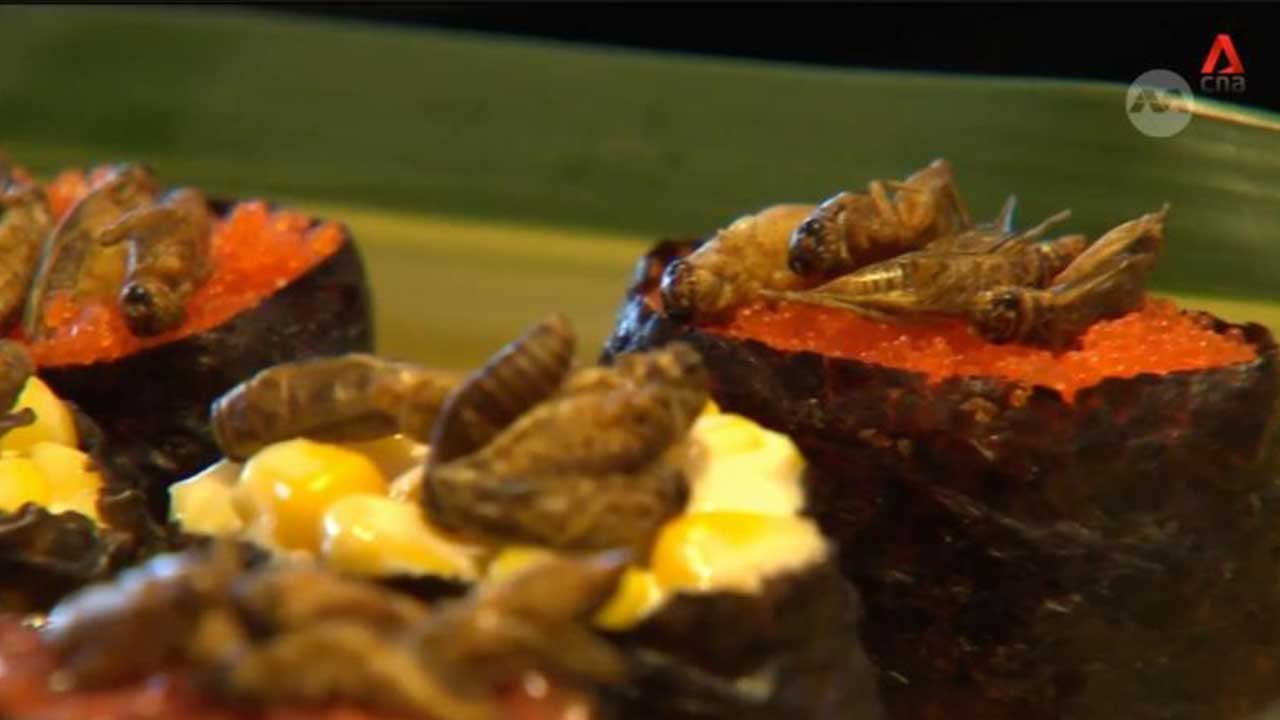 싱가포르, 메뚜기·굼벵이 등 곤충 16종 식품 승인…"야생 채집은 식용 안돼"