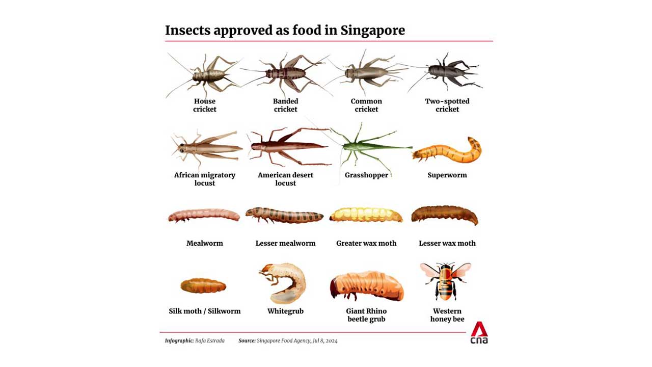 싱가포르, 메뚜기·굼벵이 등 곤충 16종 식품 승인…"야생 채집은 식용 안돼"