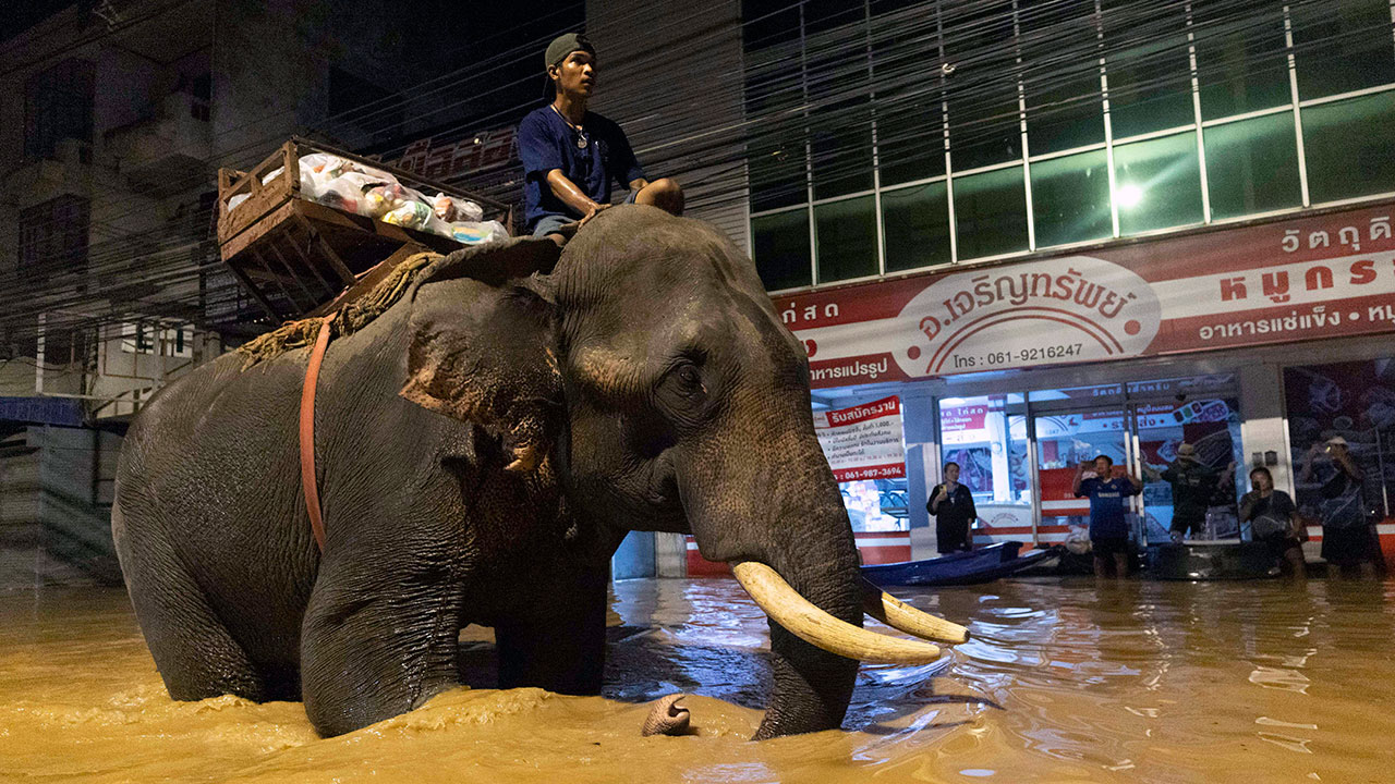 태국 북부 치앙마이 홍수 피해 심각‥"중부 방콕도 홍수 위험"