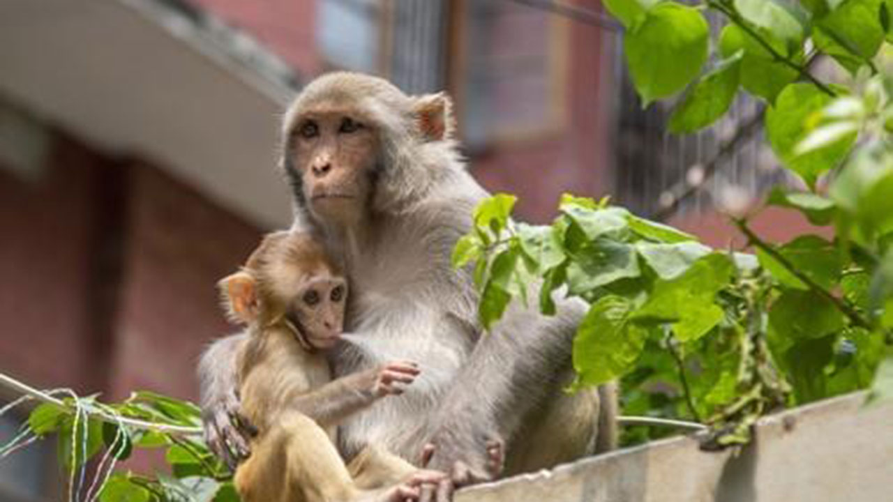 미국서 연구소 원숭이 43마리 집단탈출