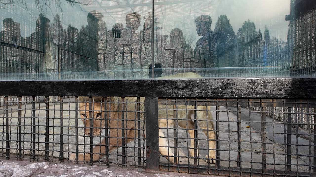 푸틴, 북 평양동물원에 사자·불곰 등 동물 70여 마리 선물