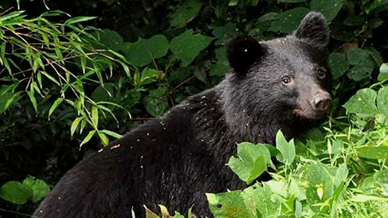 일본 도심 슈퍼마켓 습격한 곰 이틀 만에 포획‥종업원 머리 부상