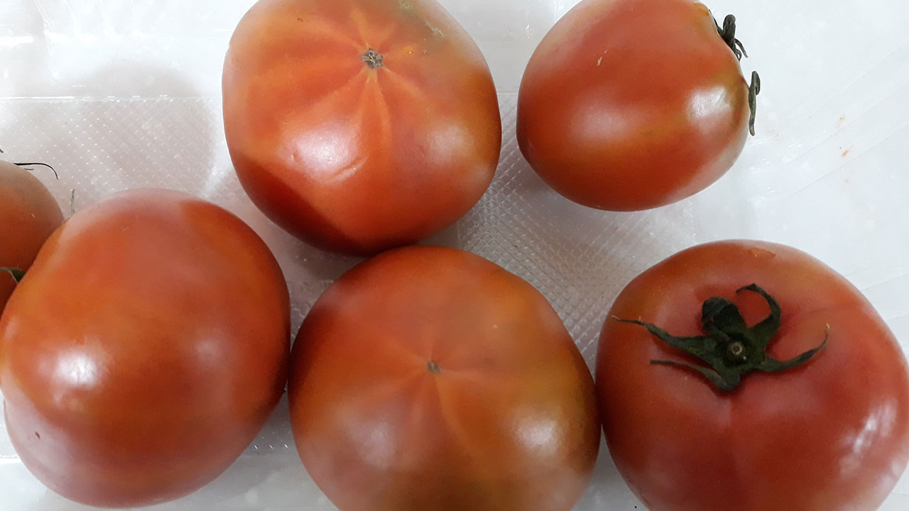 '위구르족 강제노동 의혹' 중국 신장, 이번에는 토마토 논란