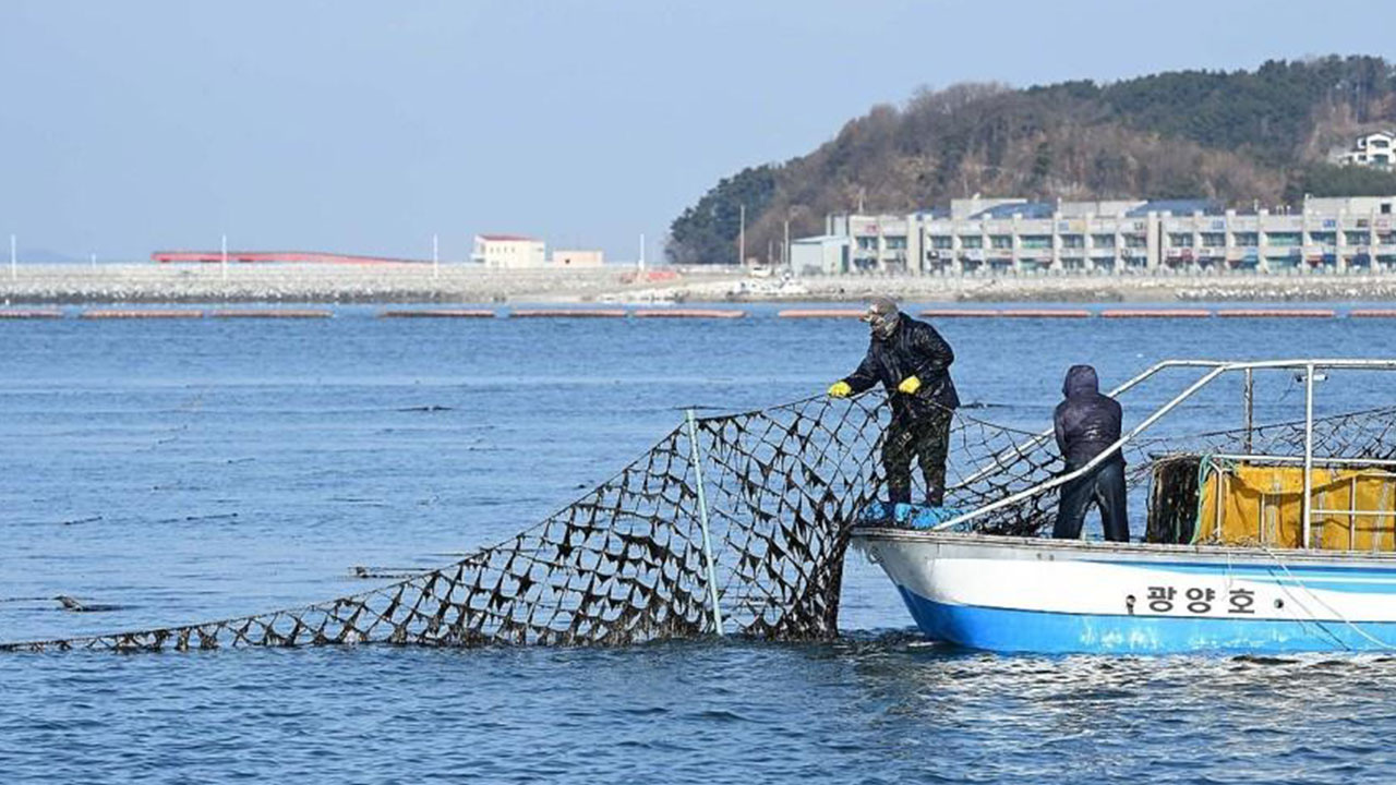 한 달간 버려진 물김 6천 톤‥마른김 가격은 고공행진