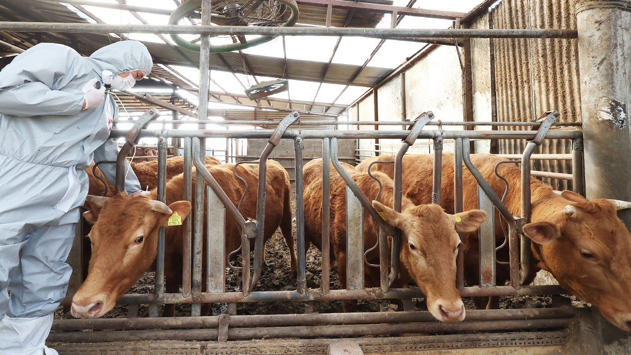 국내서 2년 만에 구제역‥전남 영암 한우농가서 발생