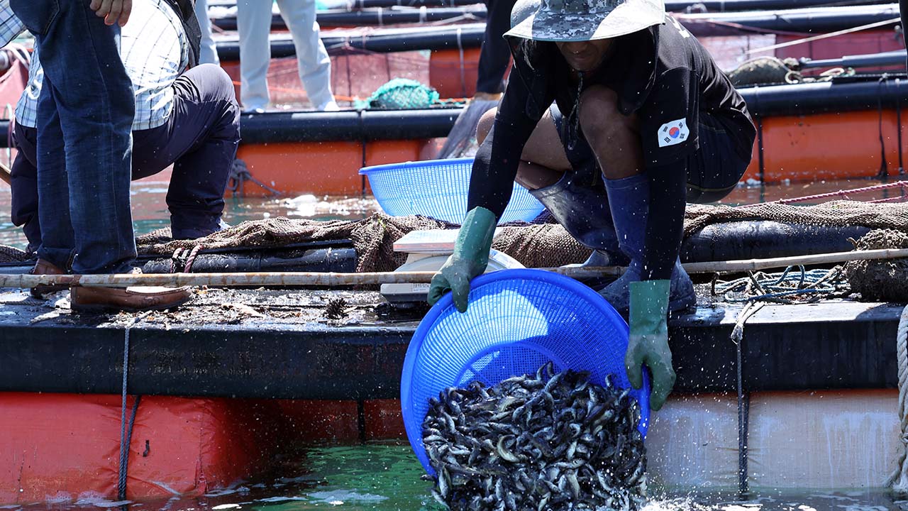 "뜨거워진 바다"‥'우럭·전복 죽을까' 수협 "폐사 전 집중수매"