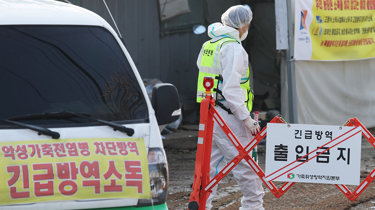 계란값 8% 올랐는데‥산란계 AI 늘어 수급 불안 우려