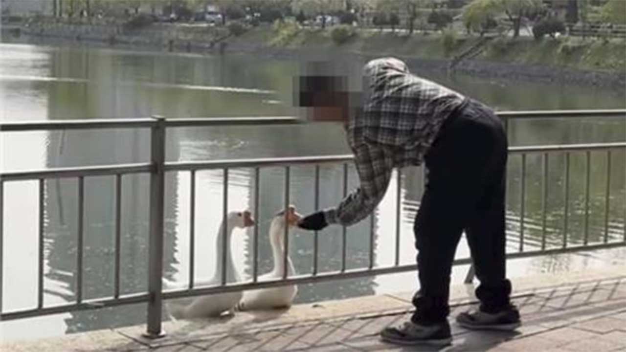 건국대 거위 '건구스' 1백여 차례 때린 60대 남성 벌금 3백만 원 선고