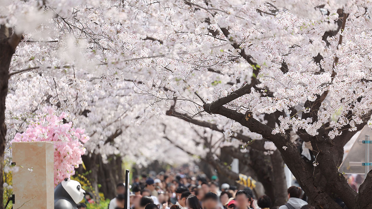 서울 봄축제에 1천959만명 모일 듯‥서울시, 인파관리 강화