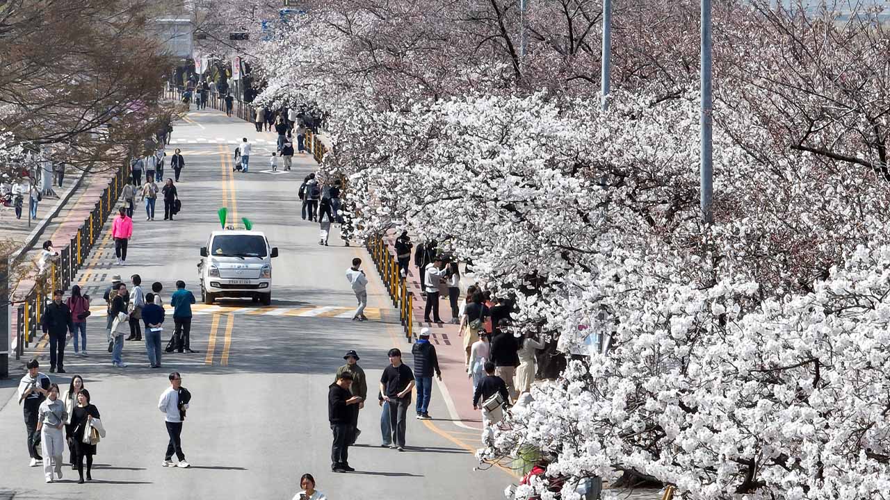 여의도 봄꽃축제, 탄핵 선고일 피해 8일 시작‥행사 규모도 축소