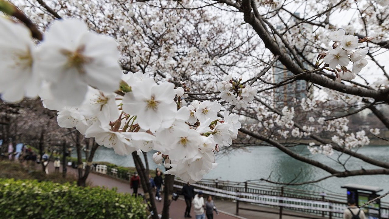 여의도 봄꽃축제 내일 개막‥13일까지 교통통제