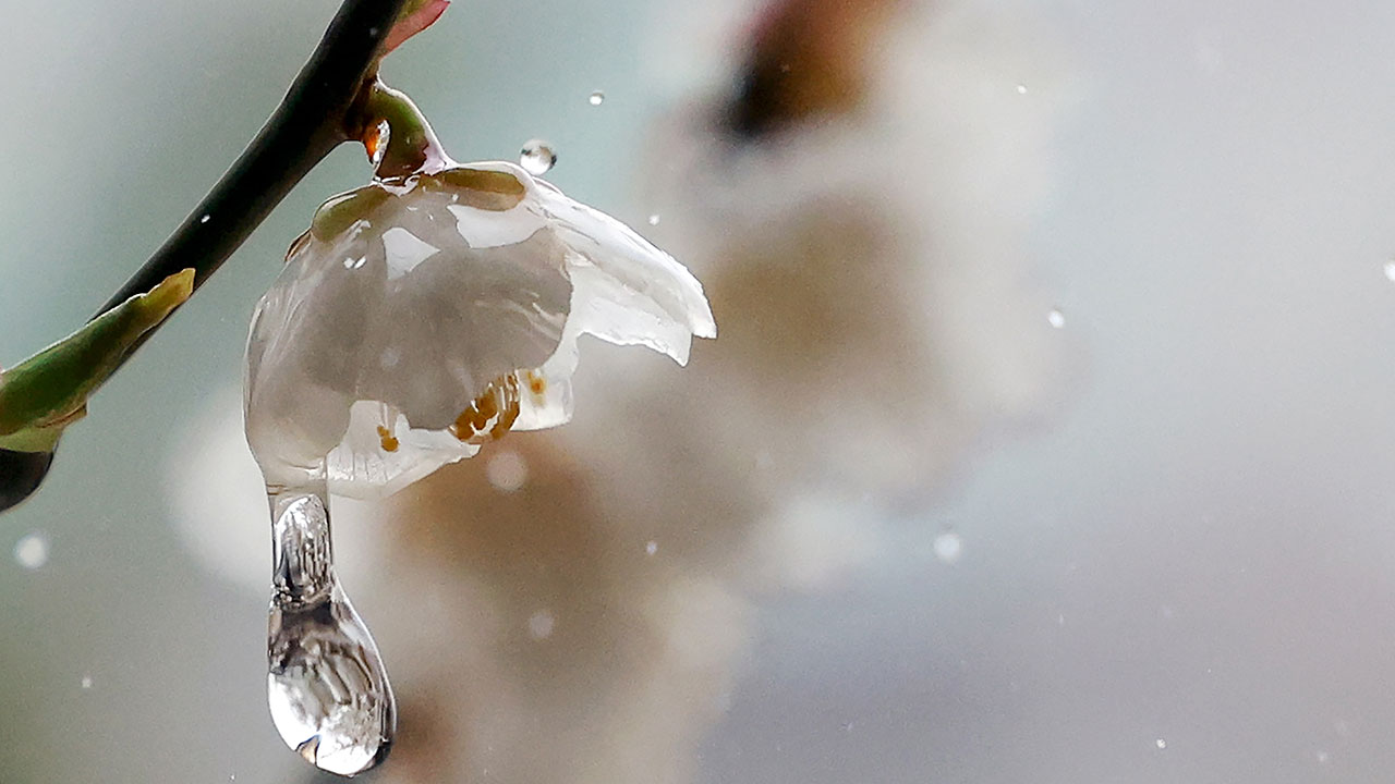 [날씨] 전국에 약한 봄비‥남부·제주도 가끔 돌풍 