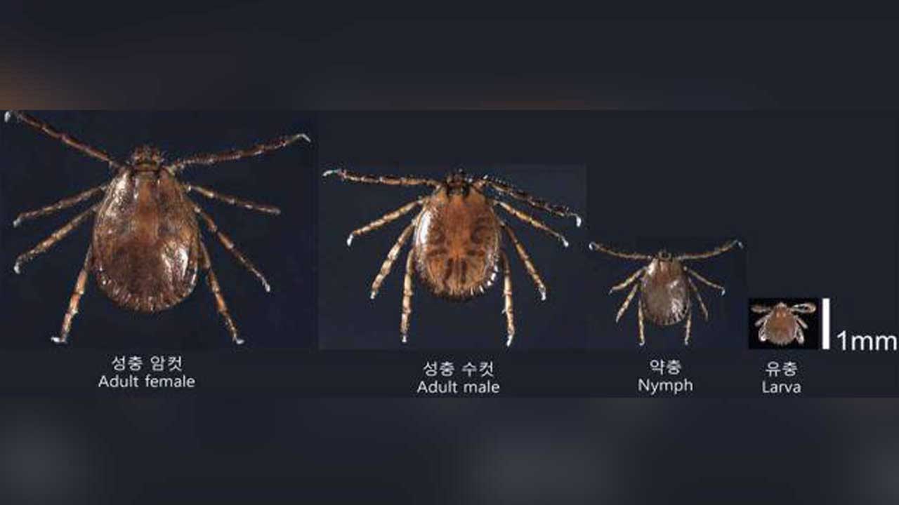 야외활동 시 중증열성혈소판감소증후군 옮기는 '참진드기' 주의