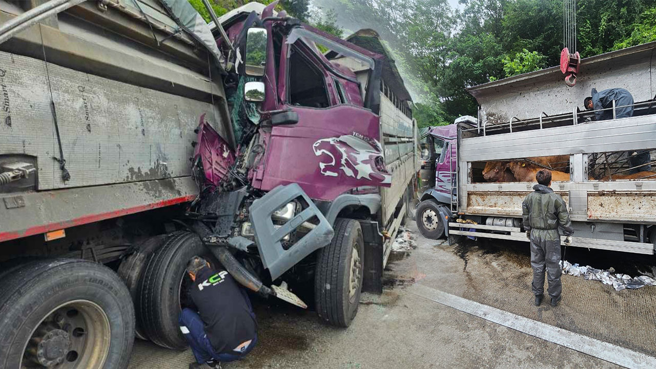 남해고속도로 화물차 추돌‥1명 중상·소 4마리 폐사