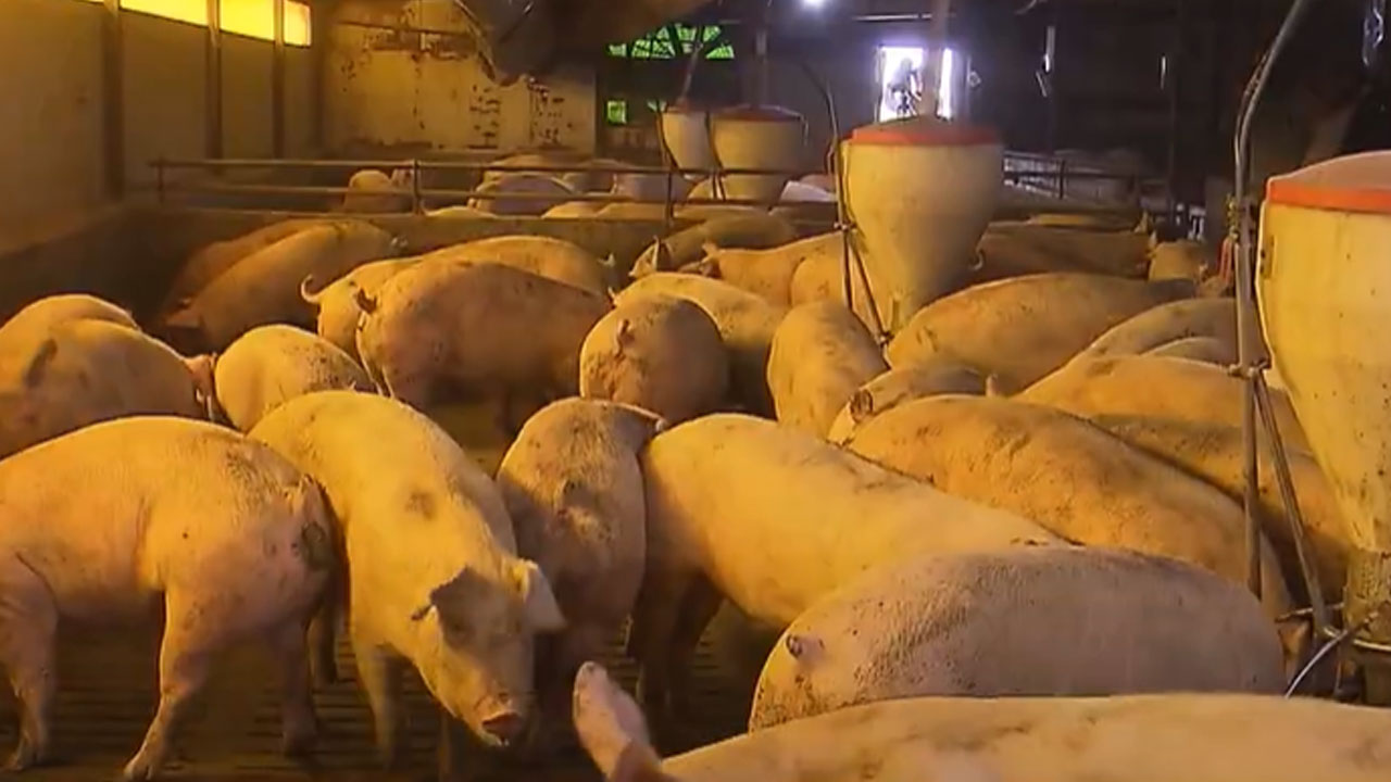 경기 파주 돼지 농장서 불‥280마리 폐사