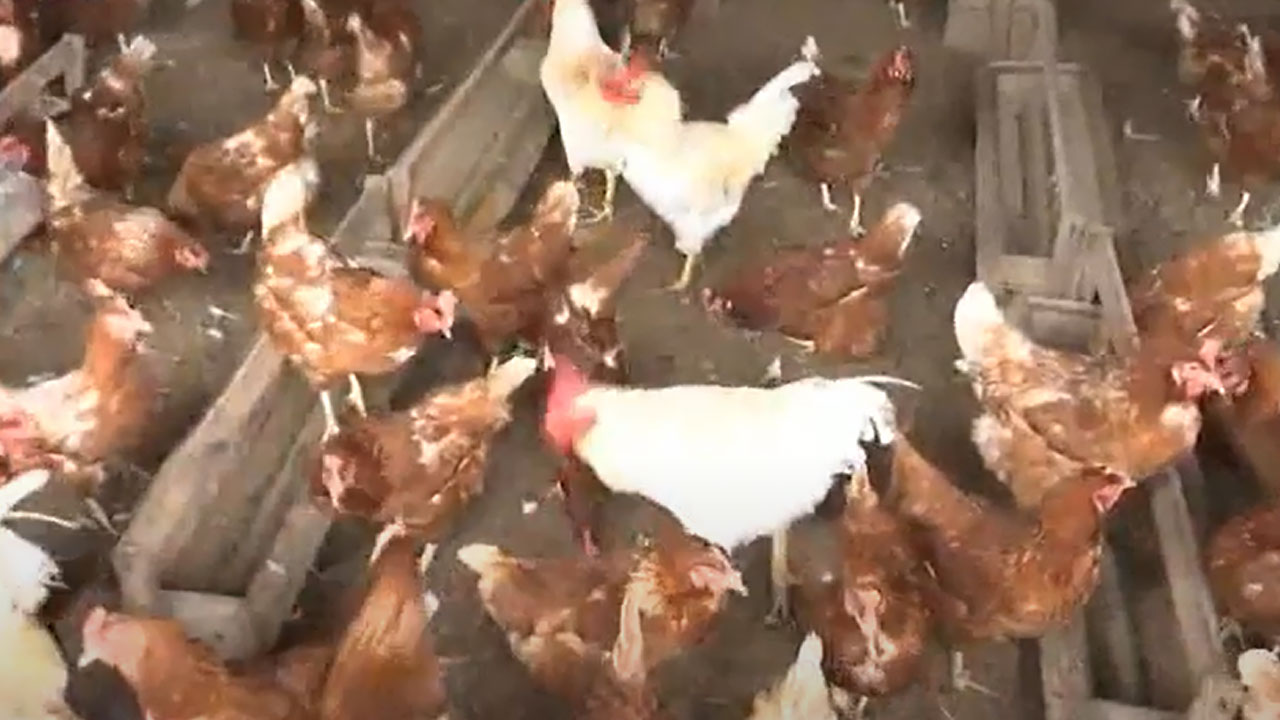 경남 김해 토종닭 농장에서 고병원성 AI 발생