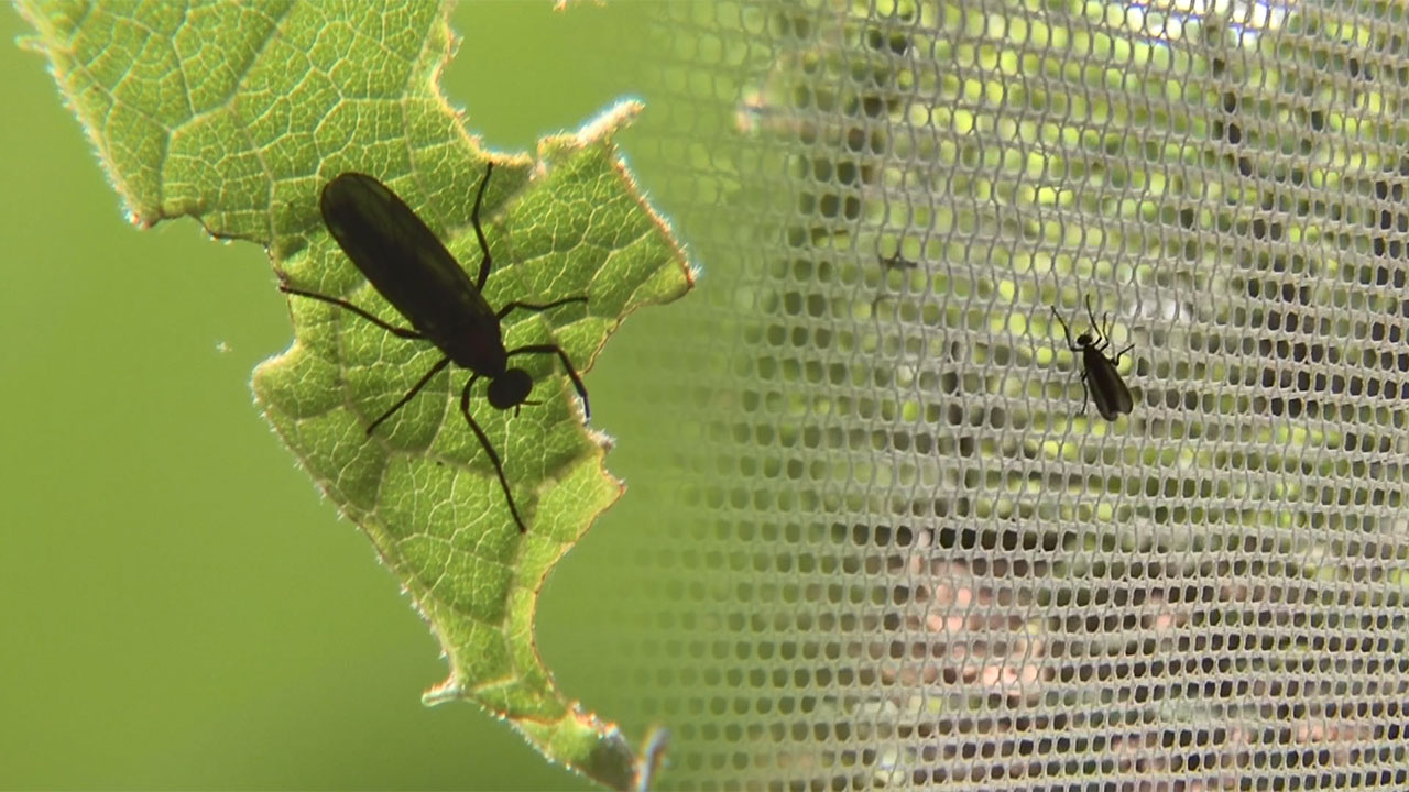 물에 약한 러브버그‥'친환경 방제', 퇴치 묘수될까?