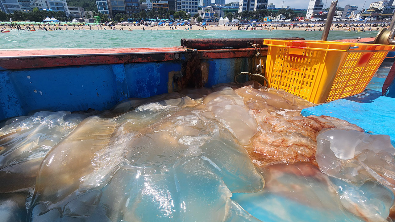 해수부, 해파리 대량발생 위기경보 '경계' 발령