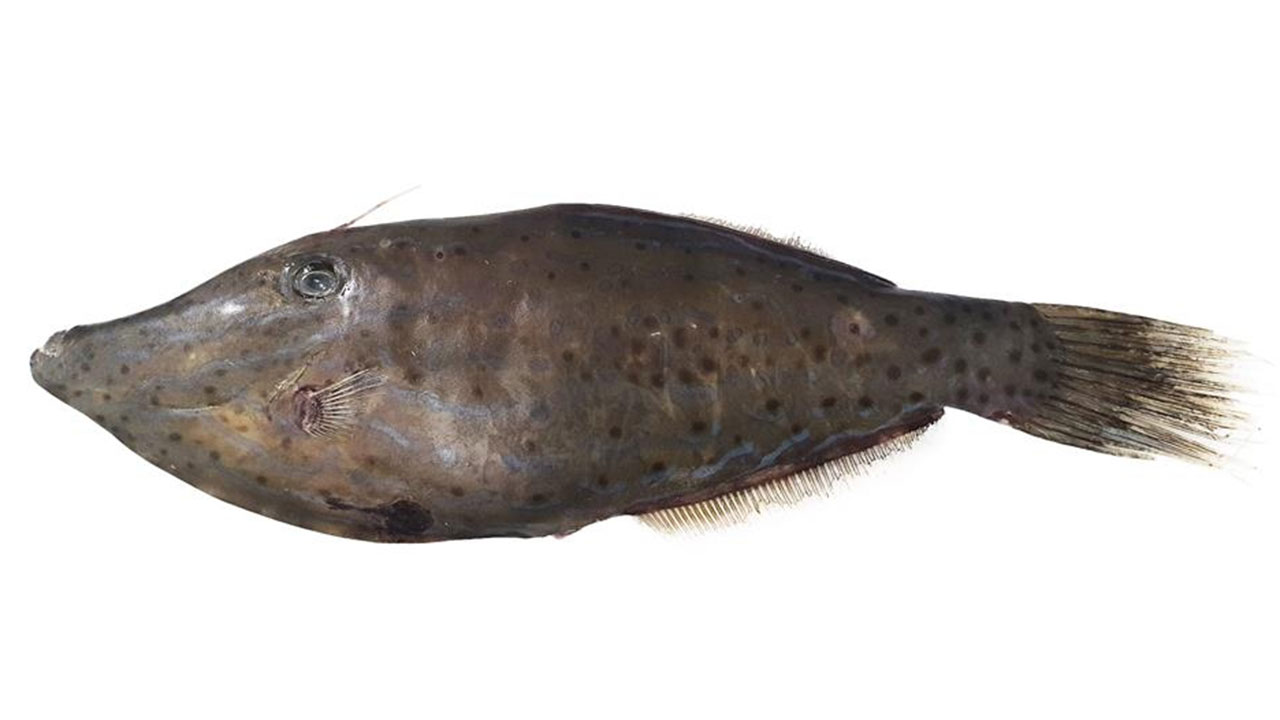 식약처 "복어 독 20배 '날개쥐치' 절대 만지거나 먹으면 안 돼"