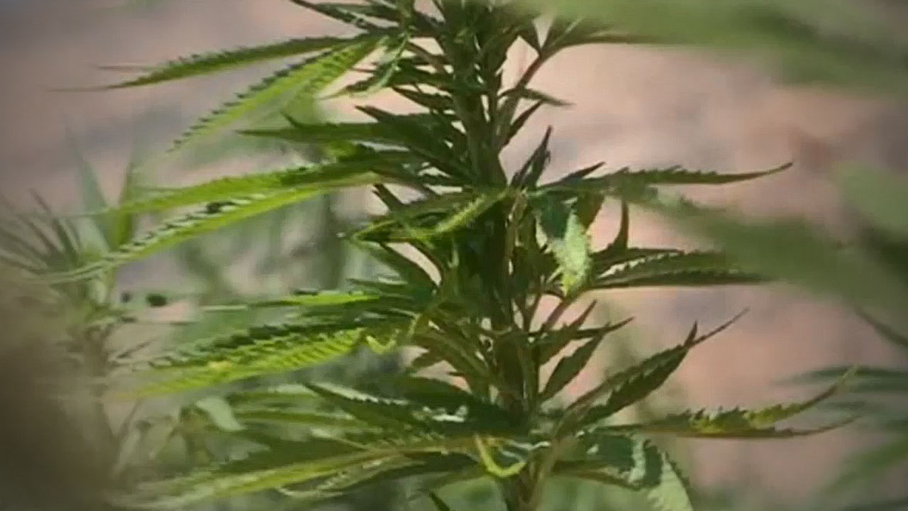 지인에게 대마젤리 건넨 30대 남성 항소심도 집행유예