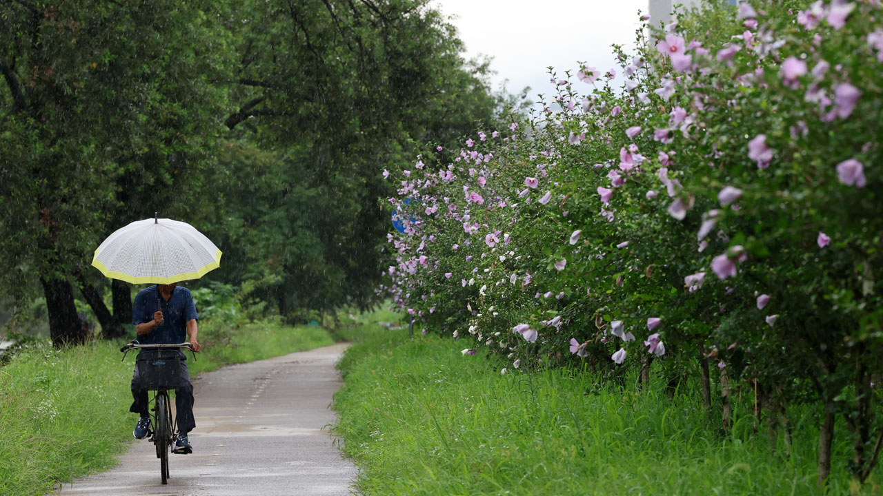 [날씨] 밤부터 전남·제주 중심 '강한 비'‥출근길 '안개' 주의