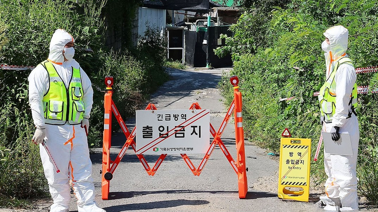 경기 연천 양돈농장서 아프리카돼지열병 발생