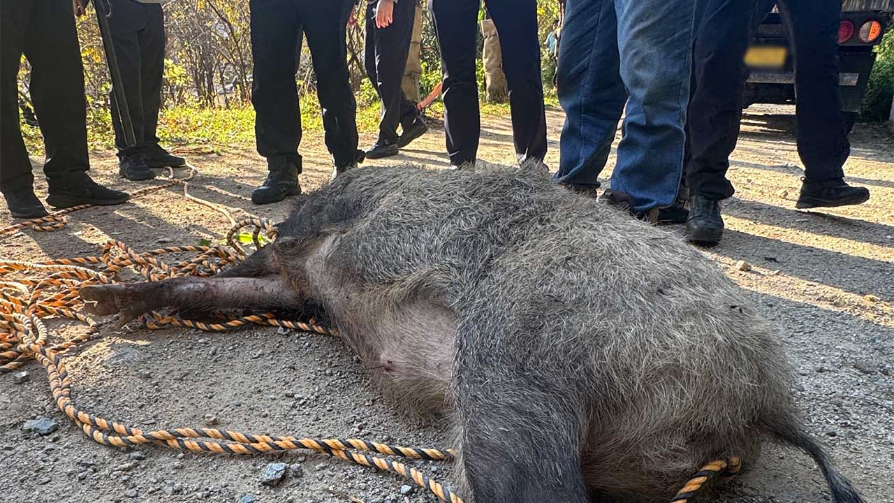 부산 금정구에 멧돼지 출현해 2명 부상‥멧돼지 사살