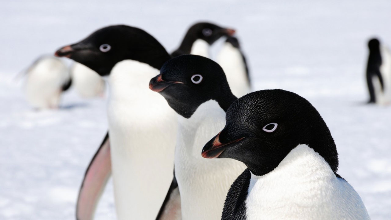 '펭귄에도 물리냐'‥척박한 남극 무인도까지 상호관세 폭탄