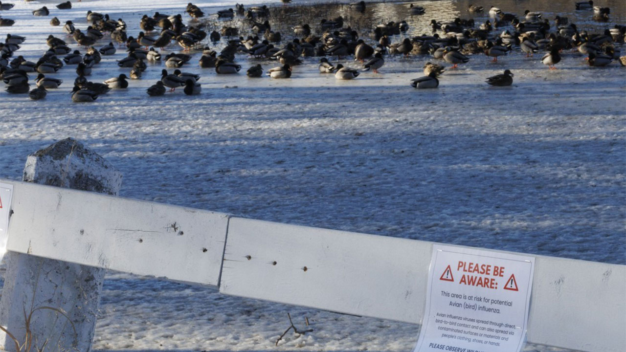 멕시코서 조류인플루엔자 인체감염 확인‥"3살 어린이"