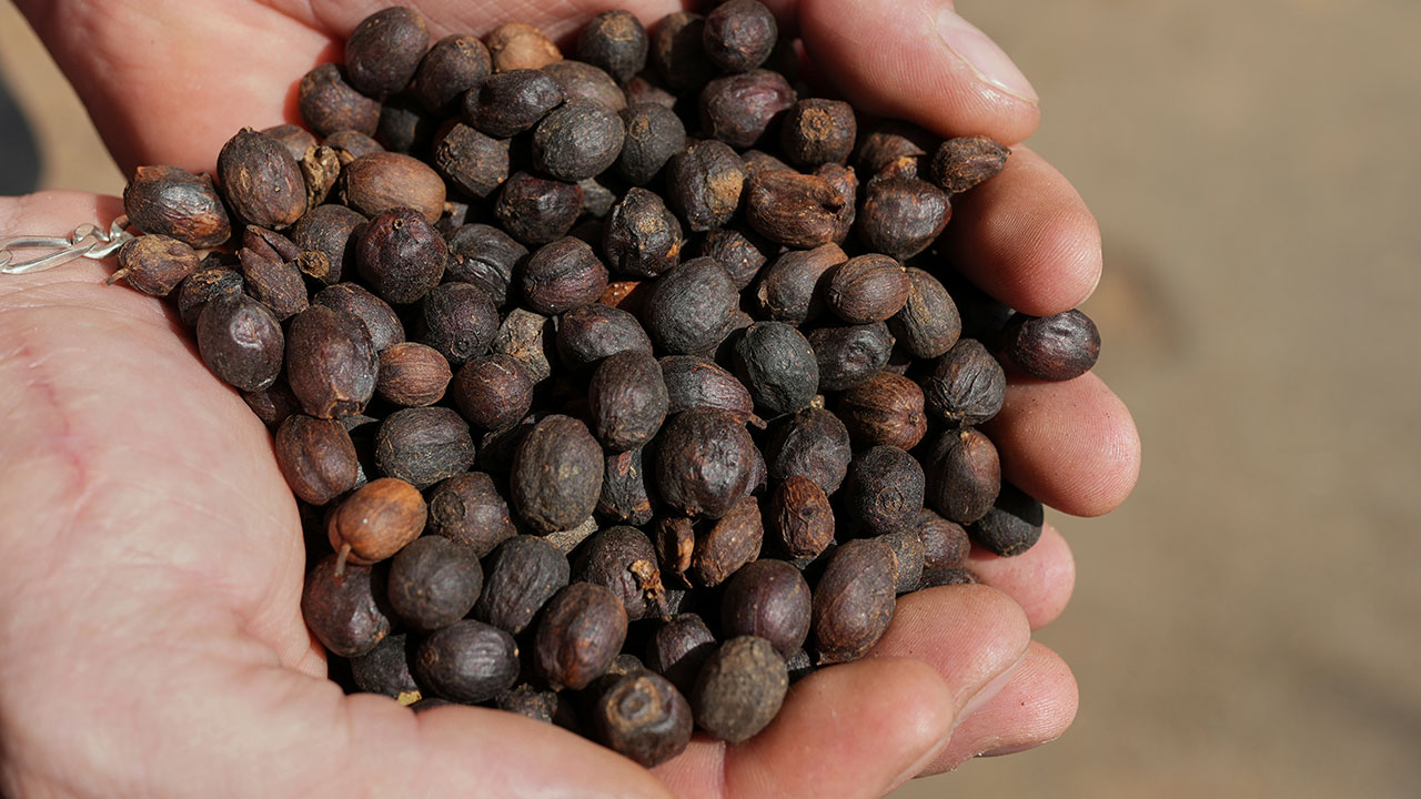 중, '50% 미 관세폭탄' 브라질 커피 수입 문호 대폭 확대