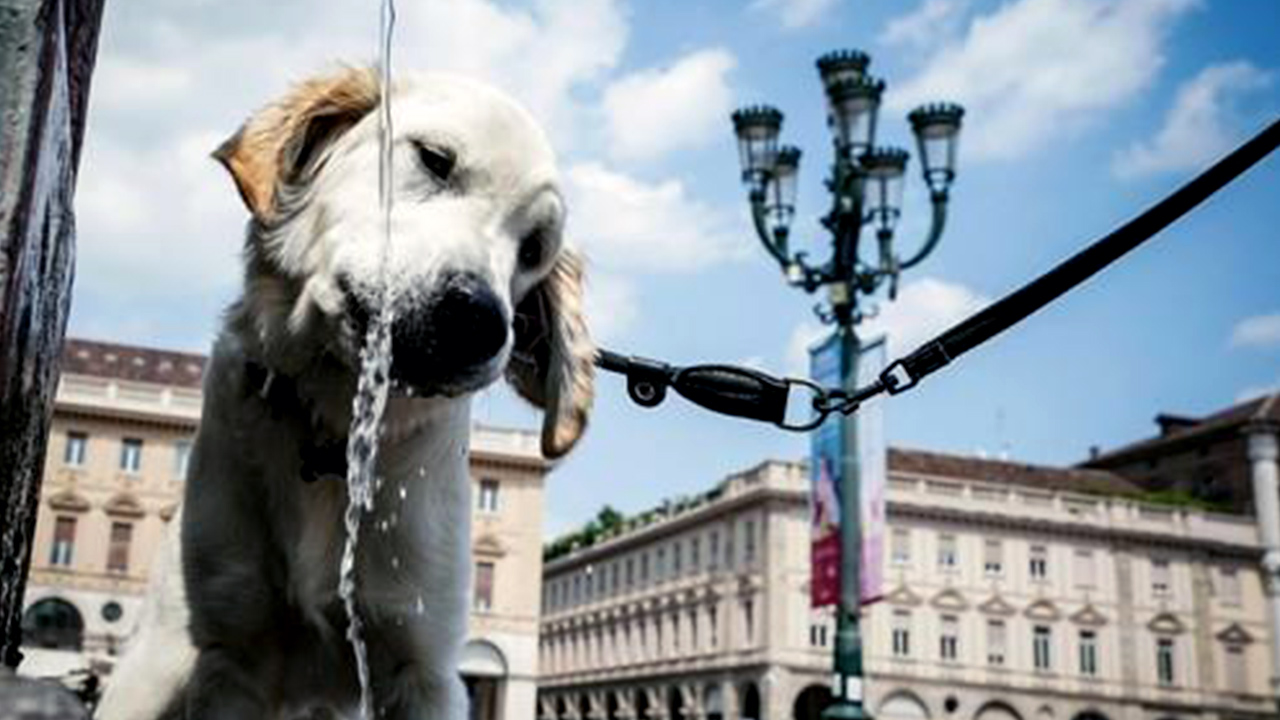이탈리아 소도시, 주민·여행객 상대 '반려견 세금' 추진