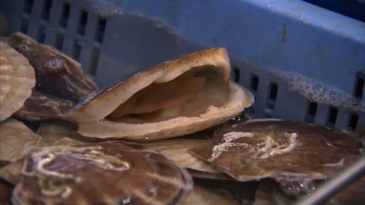 日수산물, 오염수 방류 후 첫 중국 수출‥홋카이도 가리비 출하