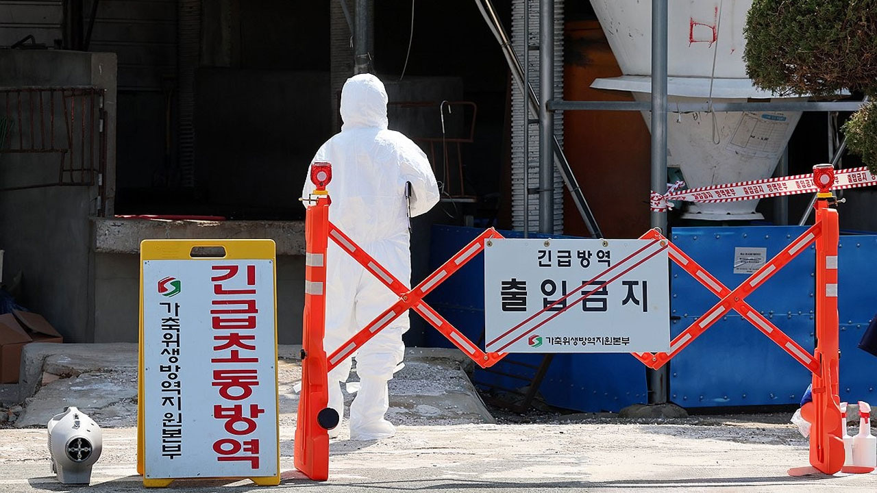 인천 강화서 9개월 만에 구제역 발생‥위기경보 '심각'으로 상향