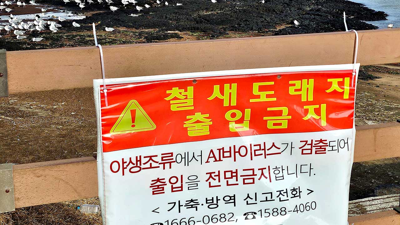 닭·돼지·소 전염병 확산‥특별방역대책기간 다음 달까지 연장