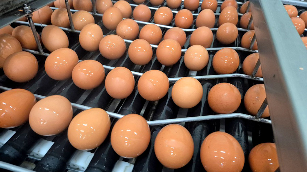 태국산 신선란 첫 수입‥계란 한 판 7천원 고공행진