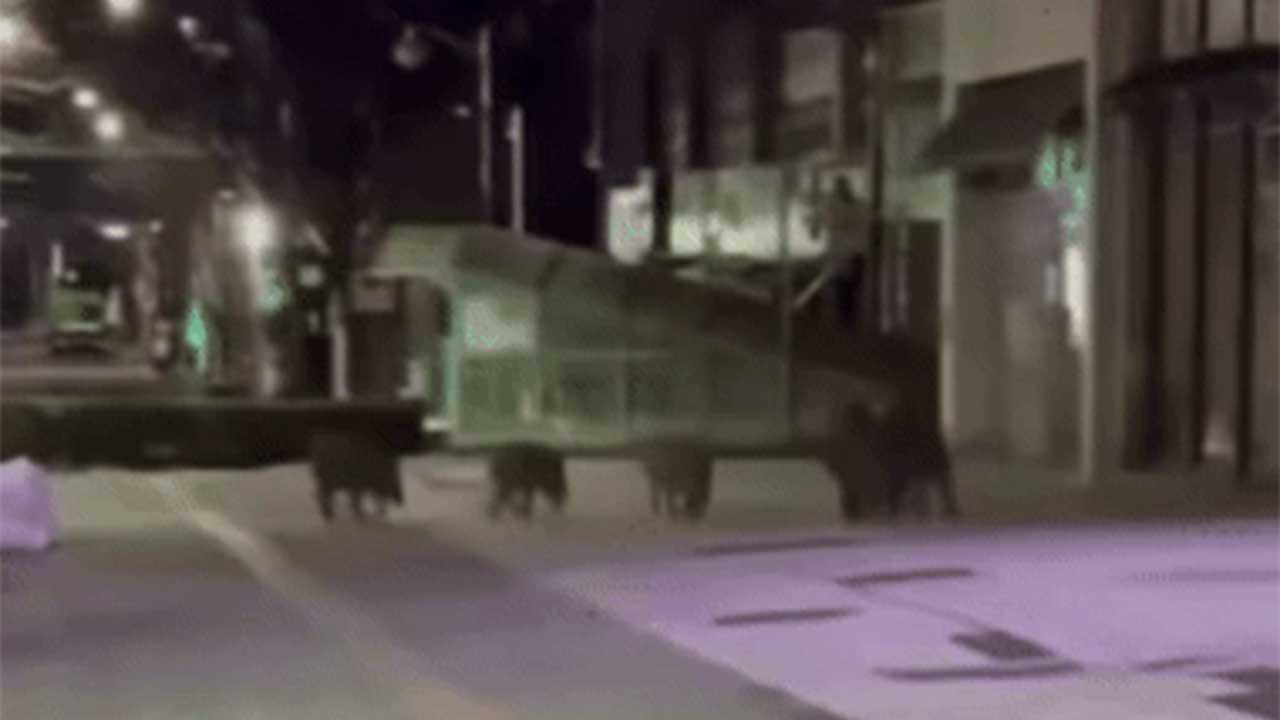 경기 안성에 멧돼지 5마리 출현‥"성체 2마리 사살"