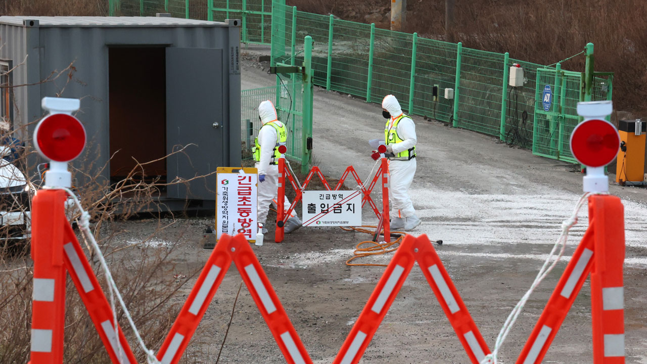 경기 포천 양돈농장서 아프리카돼지열병 발생