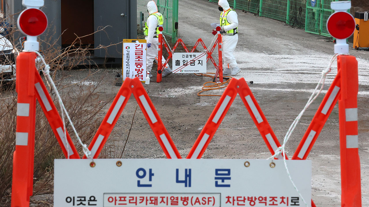 충남 보령 돼지농장서 아프리카돼지열병 발생‥ 역학 조사 중