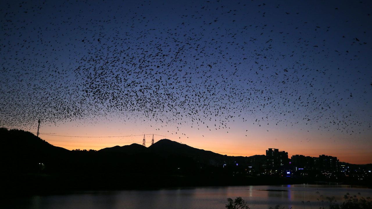 울산 중구 일대 8백여 세대 정전‥"까마귀 전선 접촉 추정"