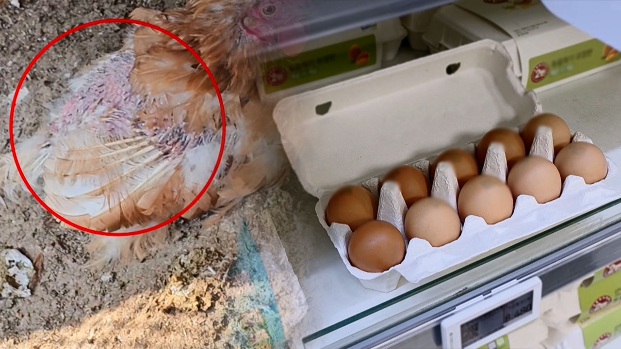 '동물복지 달걀 실태' MBC 보도에 정부 "특별점검 실시"